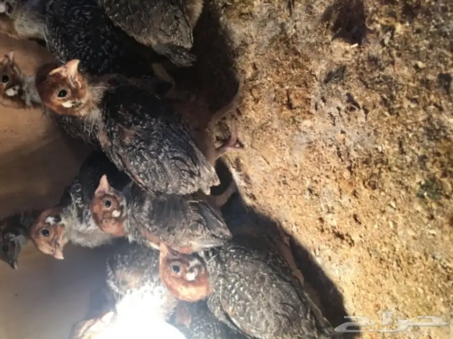 صيصان فيومي 