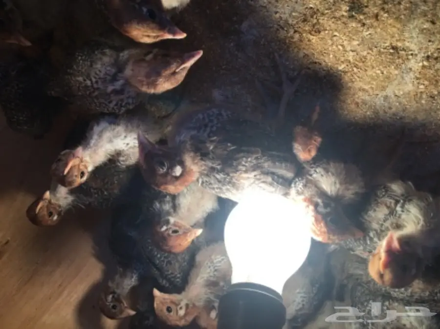 صيصان فيومي  (image 1)