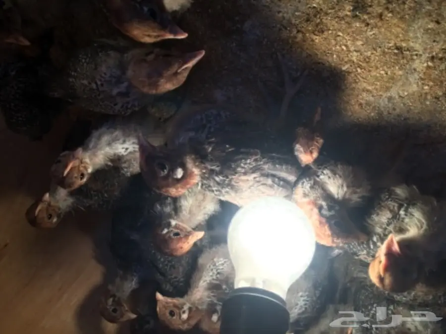 صيصان فيومي  (image 2)