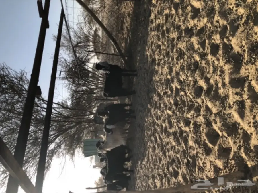 معزا للبيع  (image 4)