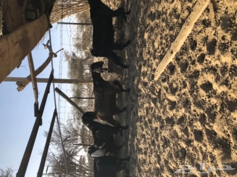 معزا للبيع  (image 5)