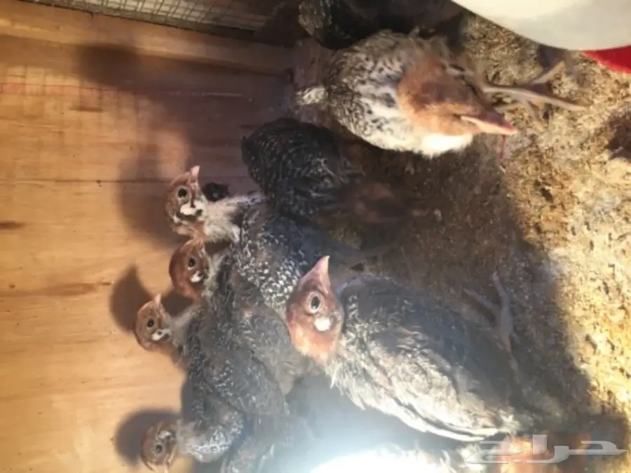 صيصان فيومي  (image 3)