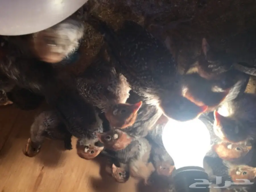 صيصان فيومي  (image 4)