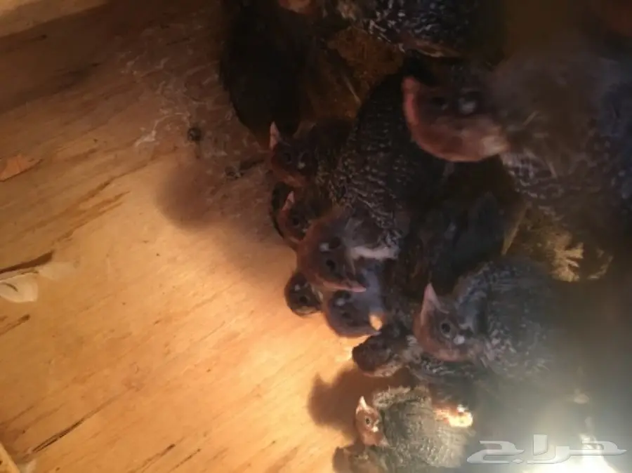 صيصان فيومي  (image 6)