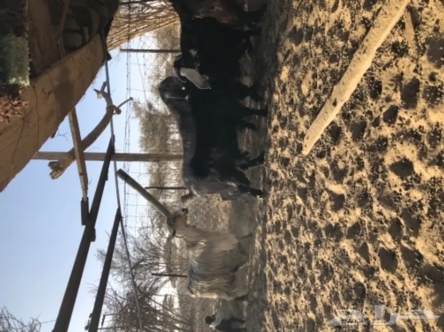 معزا للبيع  (image 6)