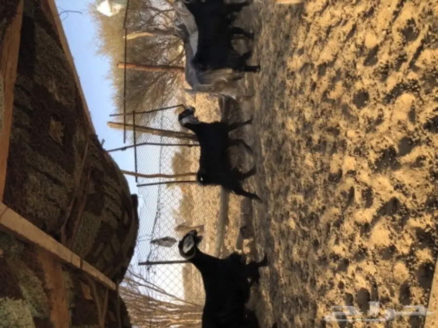 معزا للبيع  (image 7)