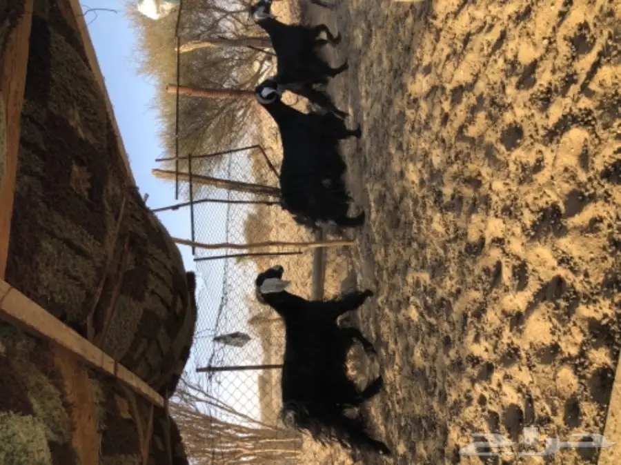 معزا للبيع  (image 8)