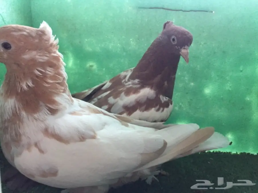 حمام ايراني مشهدي 