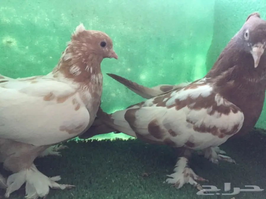 حمام ايراني مشهدي  (image 1)