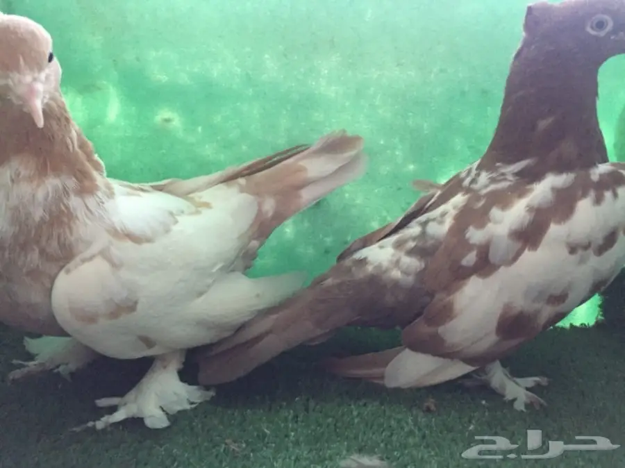 حمام ايراني مشهدي  (image 2)