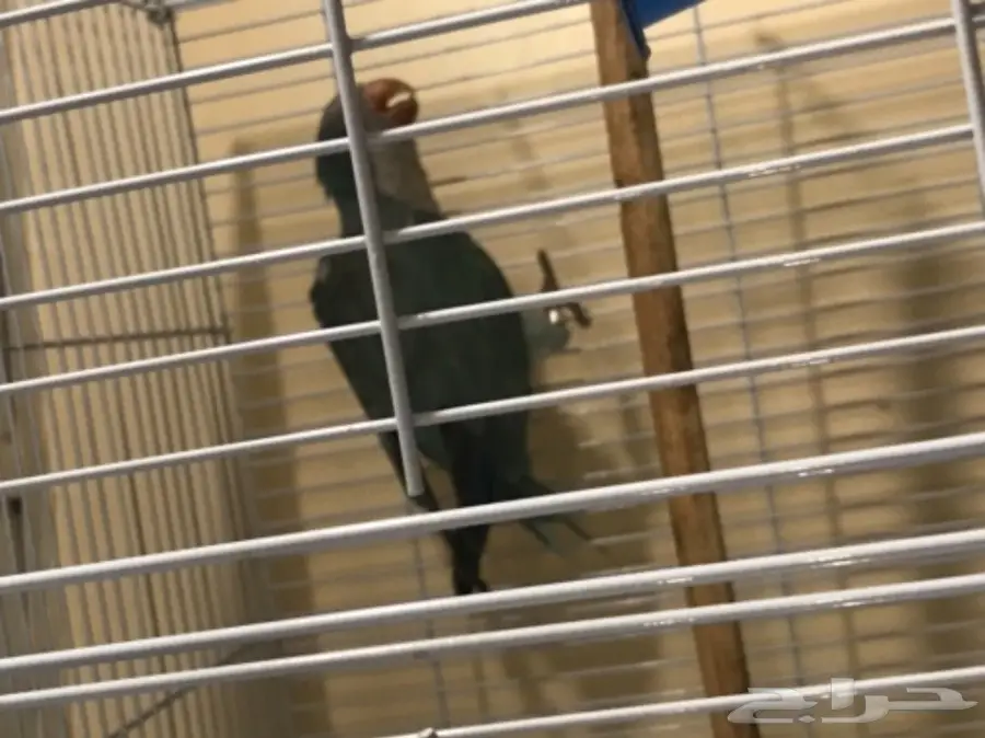 ببغاء الراهب جوزين كويكر - فرصة ذهبية! (image 5)