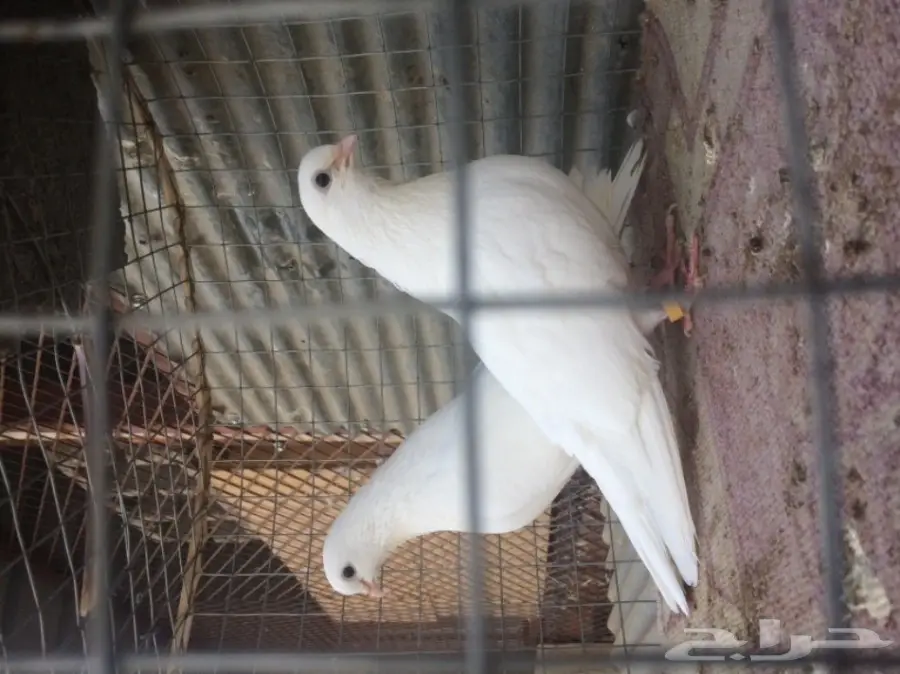 حمام غرنوق ورثي بأنتاجه