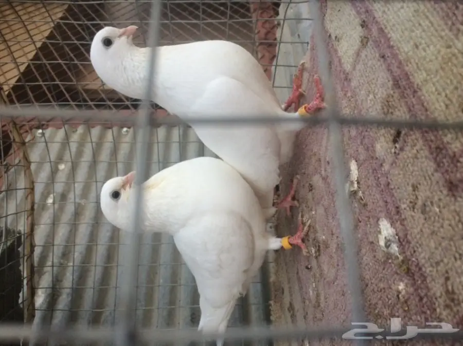 حمام غرنوق ورثي بأنتاجه (image 1)