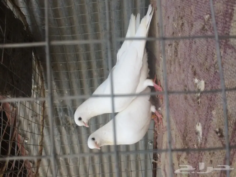 حمام غرنوق ورثي بأنتاجه (image 2)