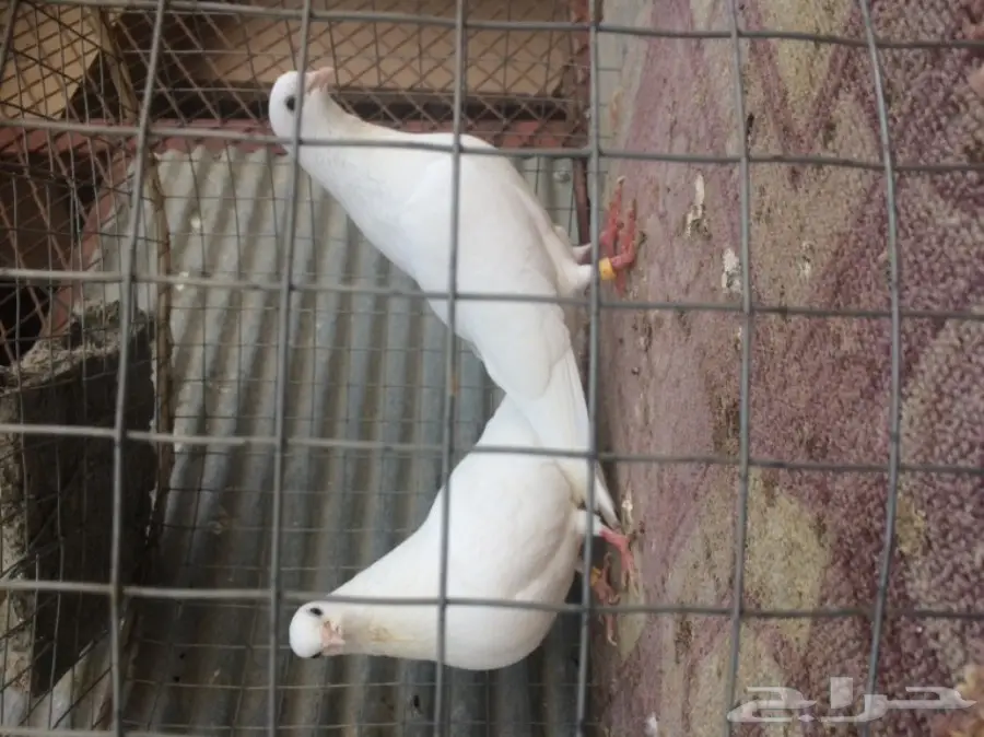 حمام غرنوق ورثي بأنتاجه (image 3)