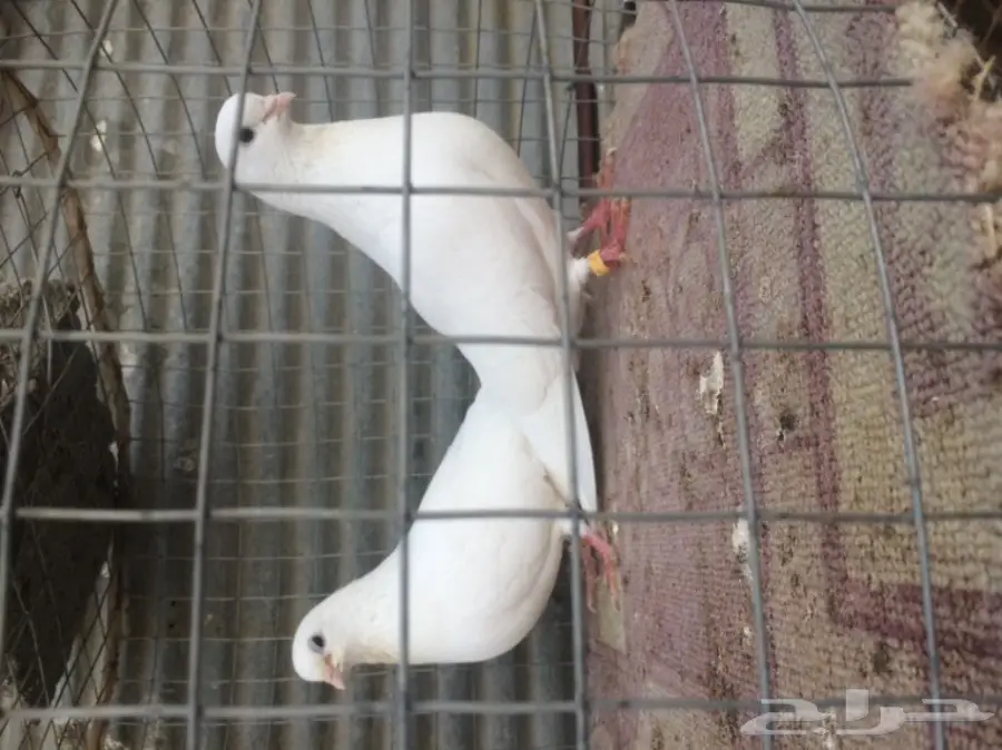 حمام غرنوق ورثي بأنتاجه (image 4)