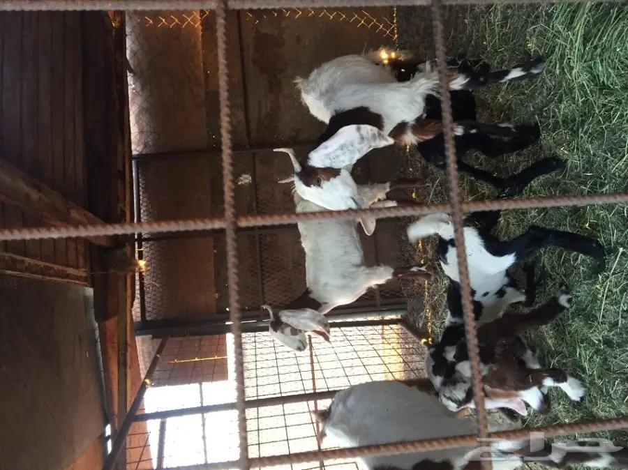 ماعز هولندي