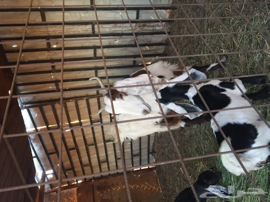 ماعز هولندي (image 4)