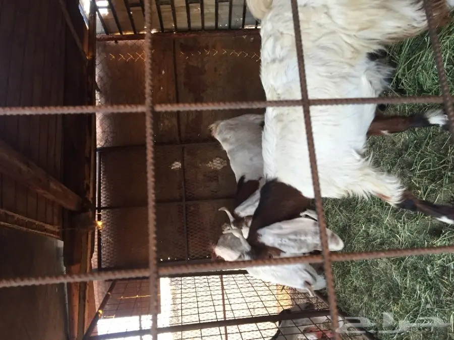 ماعز هولندي (image 5)