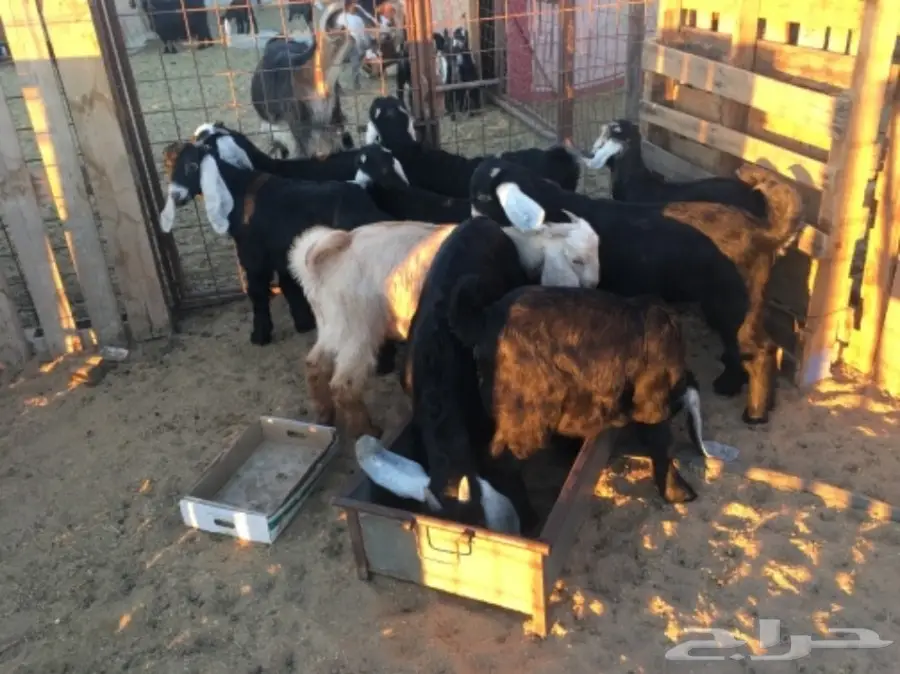 تيوس للبيع (image 1)