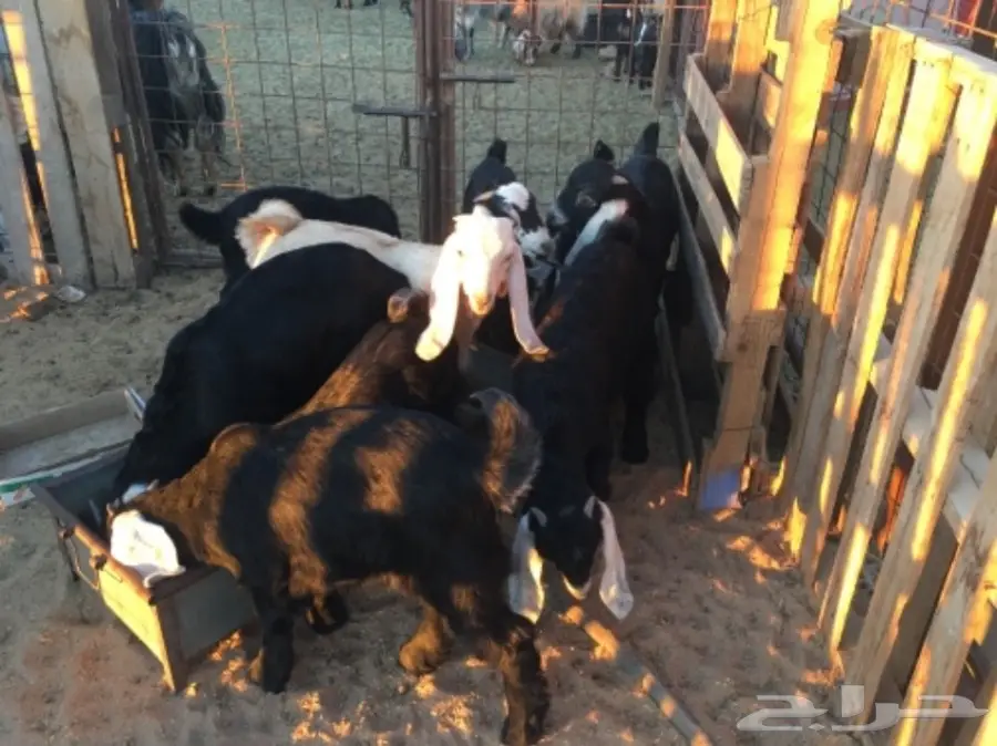 تيوس للبيع (image 2)