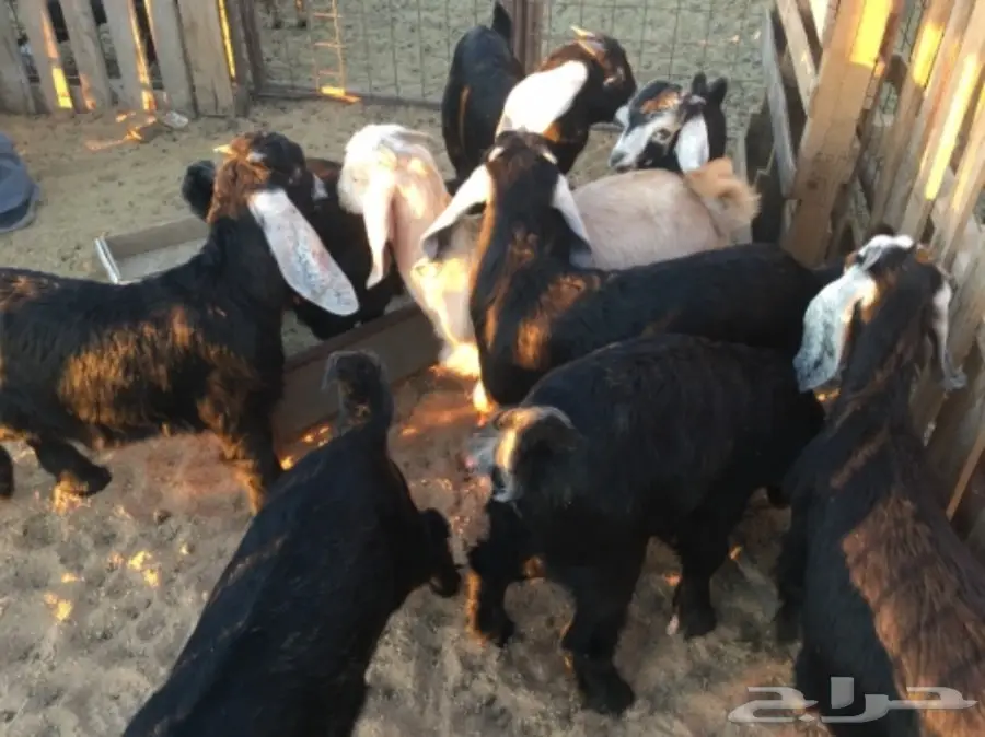 تيوس للبيع (image 3)