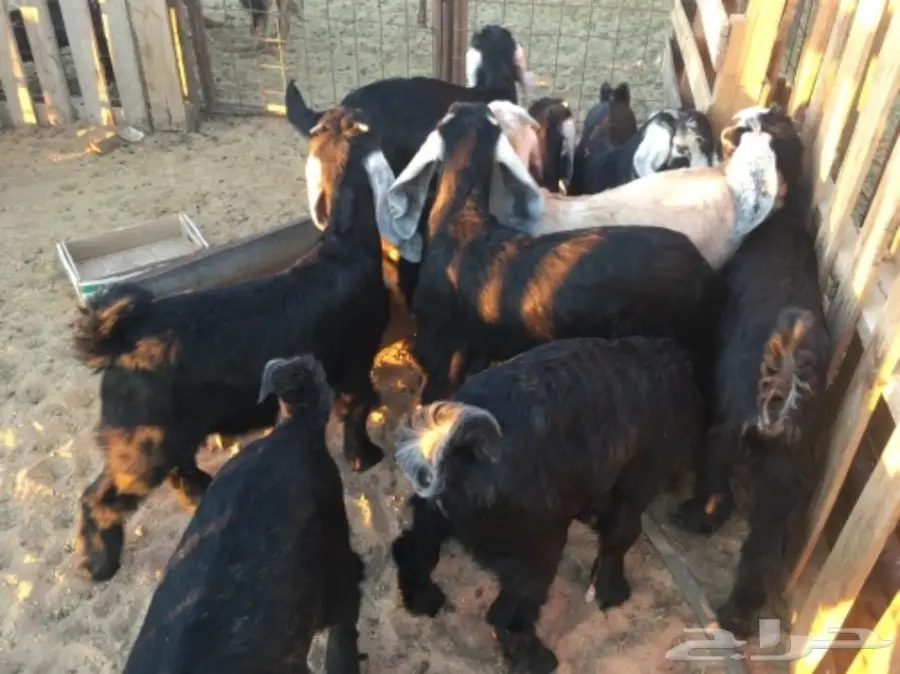 تيوس للبيع (image 4)