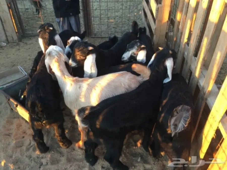 تيوس للبيع (image 5)