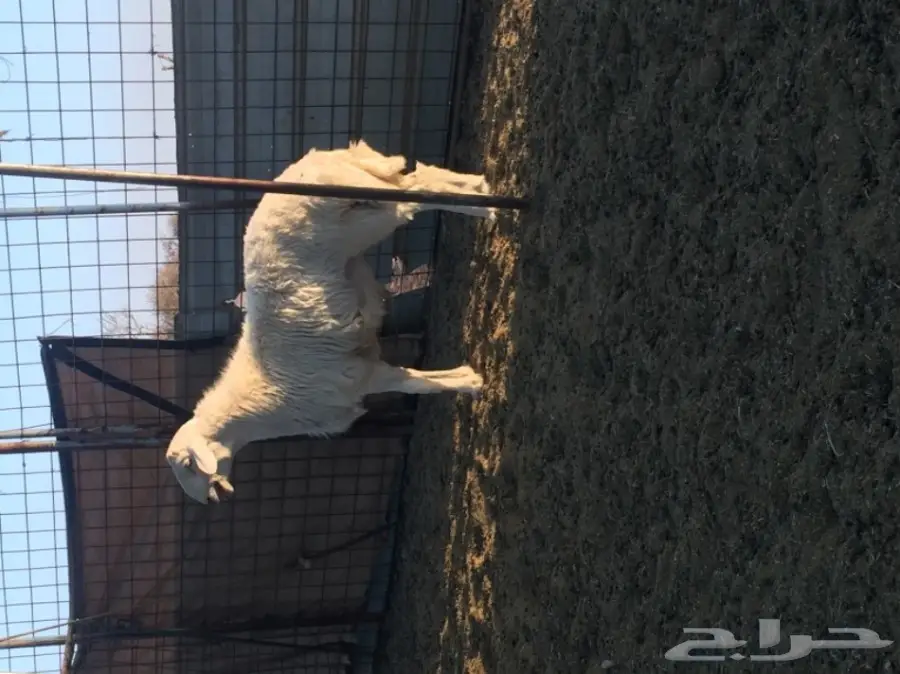 طلي صنف للبيع