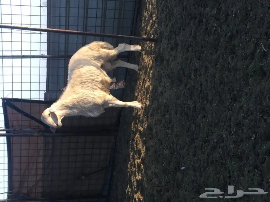 طلي صنف للبيع (image 1)