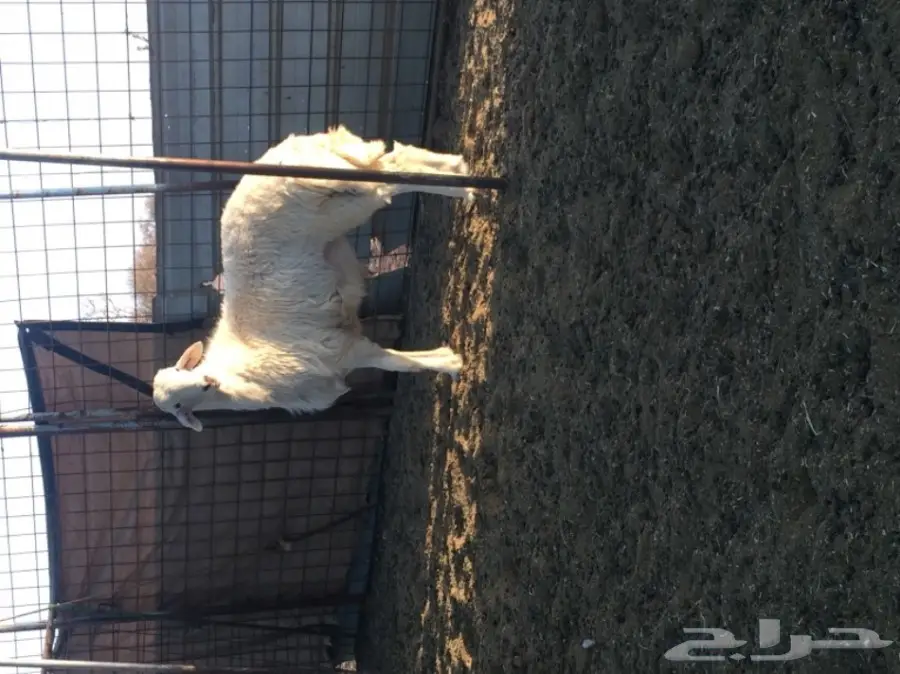 طلي صنف للبيع (image 2)