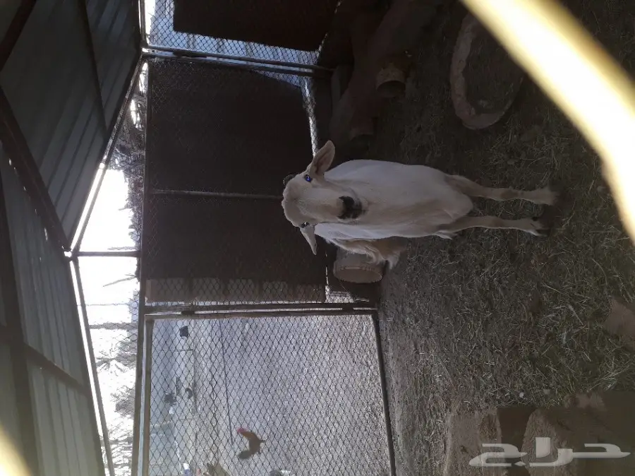 طلي فحل من غنم شهران في بيشه (image 6)