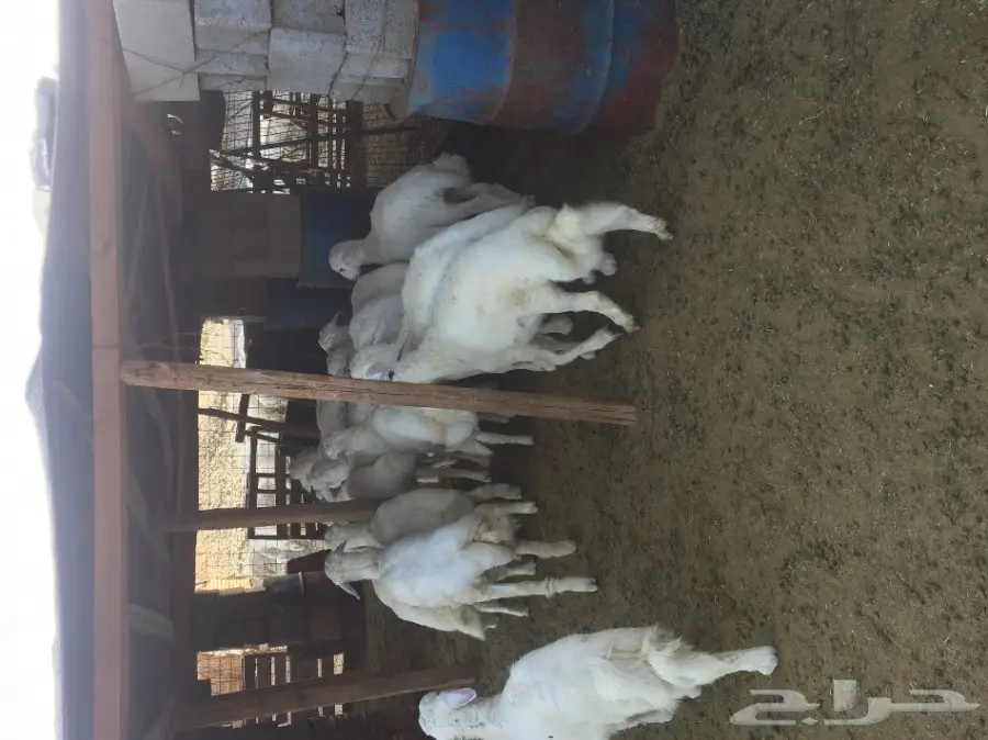 طليان  (image 3)