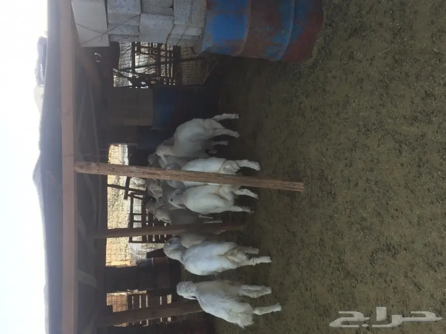 طليان  (image 4)