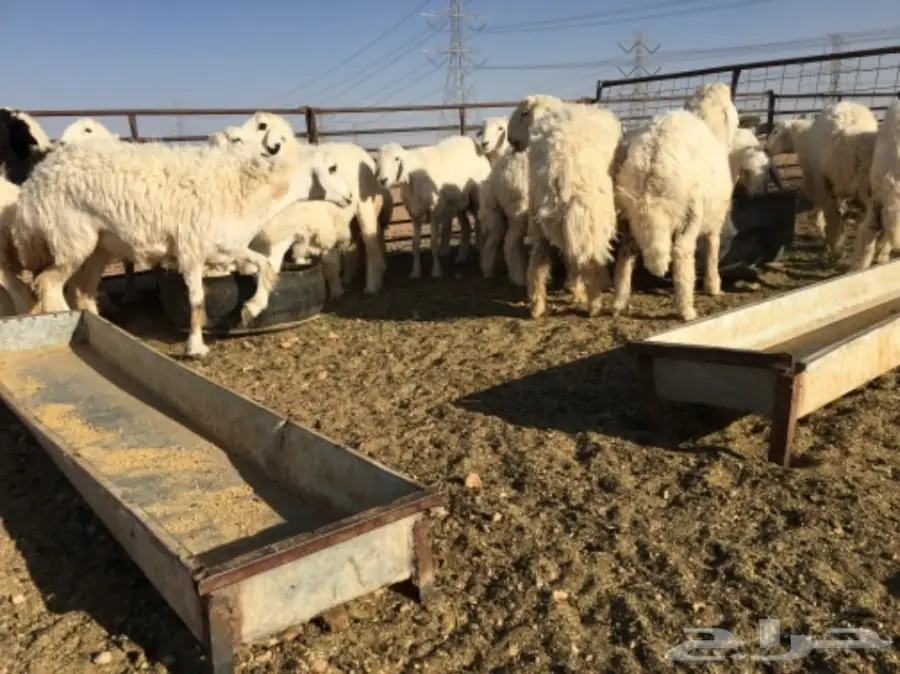 طليان حرية للبيع