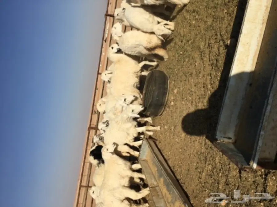 طليان حرية للبيع (image 1)