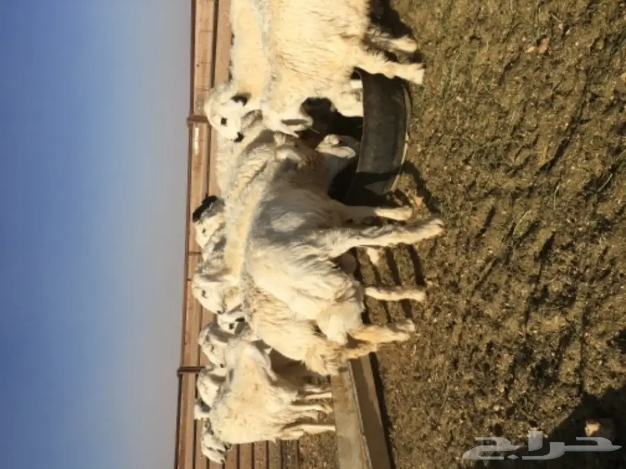 طليان حرية للبيع (image 2)