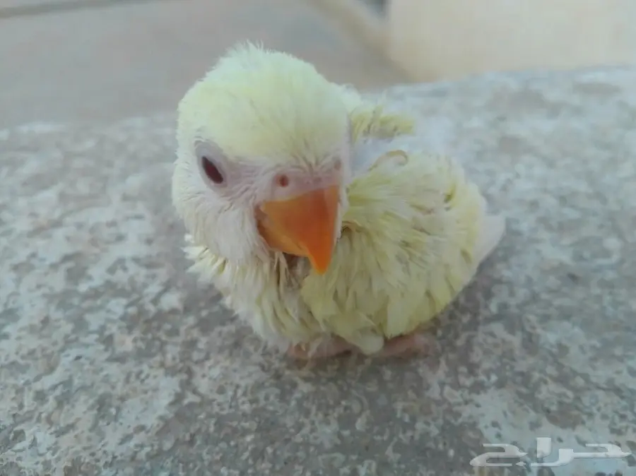 فروخ روز غر (image 1)