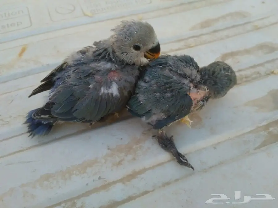 فروخ روز غر (image 3)