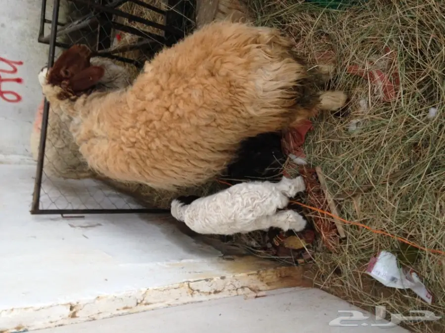 نعجه نعيم تحتها خروف (image 3)