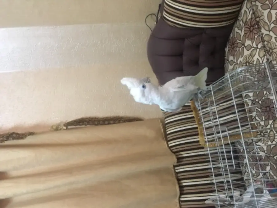 كوكاتو سلمون من النوادر للبدل 