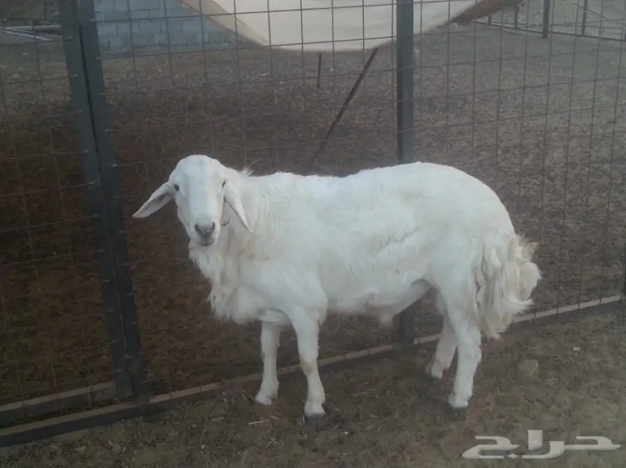 فحل حري  (image 1)