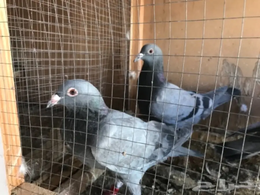 فرص ذهبية! حمامات زاجل متميزة لسباقات الجوز (image 1)