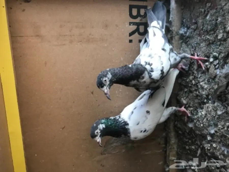 فرص ذهبية! حمامات زاجل متميزة لسباقات الجوز (image 6)