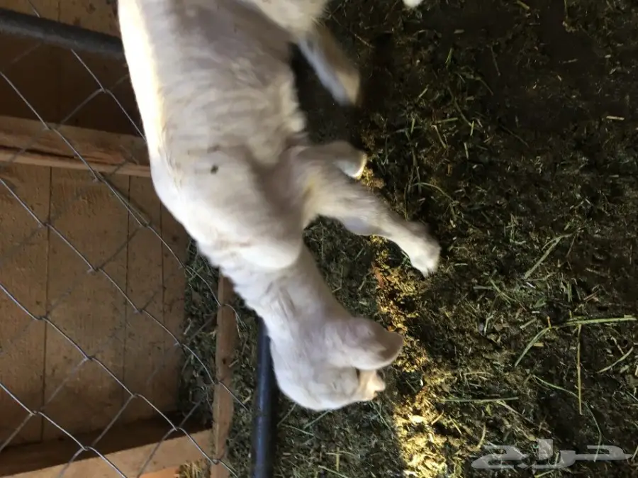 رخل حريه داغور  عمرها أسبوع  (image 2)