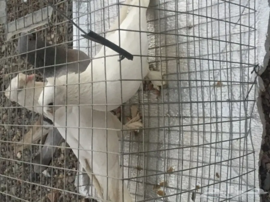 تركي دبل كرست