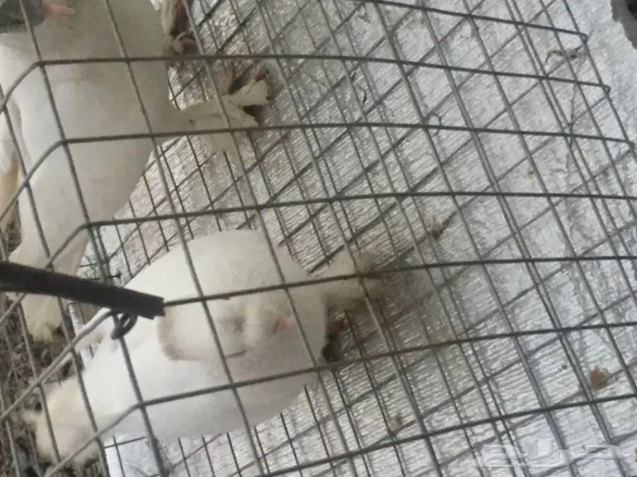 دبل كرست تركي أصيل - فرصة لا تُفوّت! (image 4)