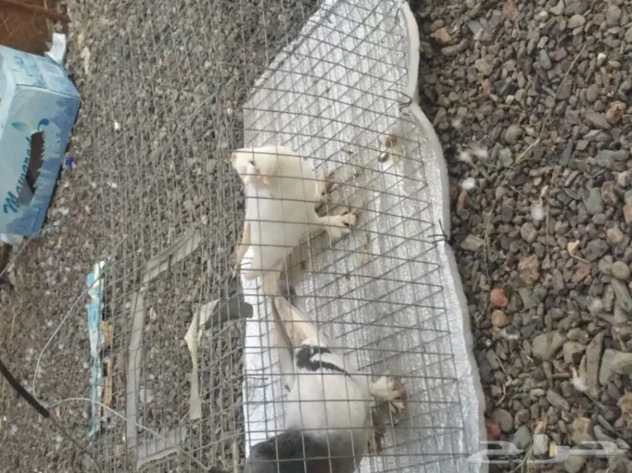 دبل كرست تركي أصيل - فرصة لا تُفوّت! (image 10)