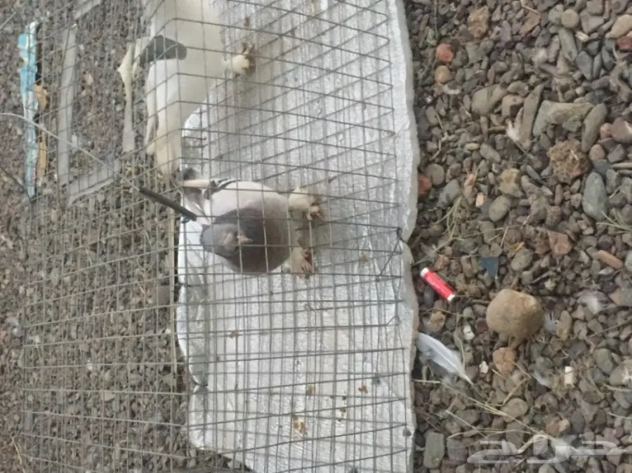 دبل كرست تركي أصيل - فرصة لا تُفوّت! (image 11)