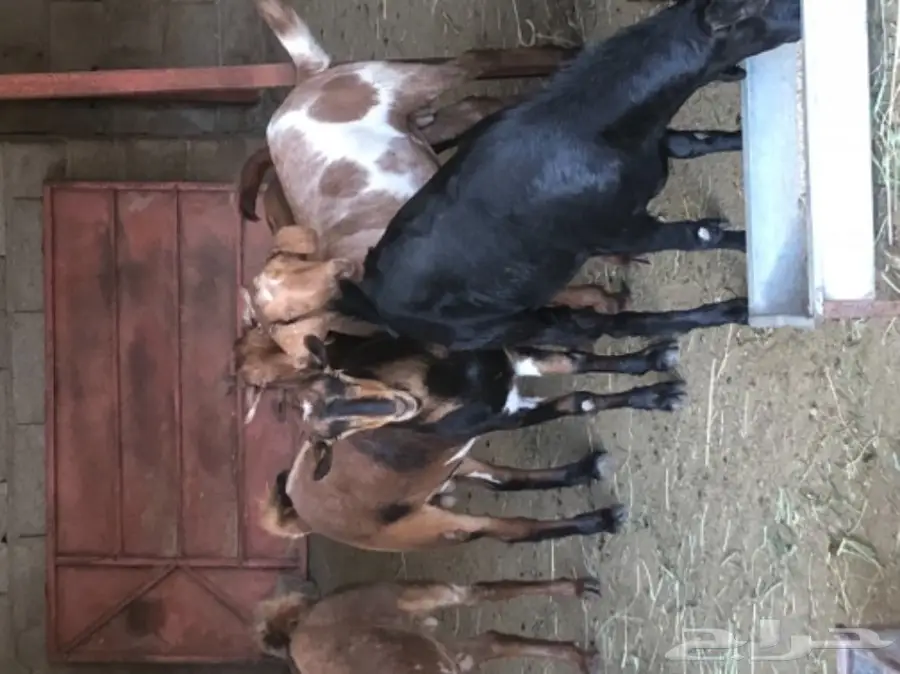 ذبيحتك الى باب بيتك 